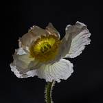 2014-03-15-wintermohn-059.jpg
