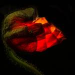 2014-03-17-wintermohn-917.jpg
