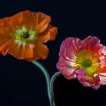 2014-03-19-wintermohn-1125.jpg