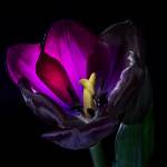 2014-03-21-BlackTulips-191.jpg