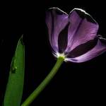 2014-03-23-BlackTulips-230-Bearbeitet.jpg