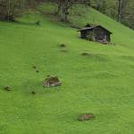 2014-04-27-lauterbrunnen-048.jpg