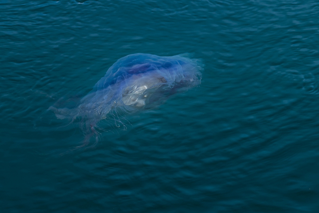 2014-08-28-whale-watching-024.jpg