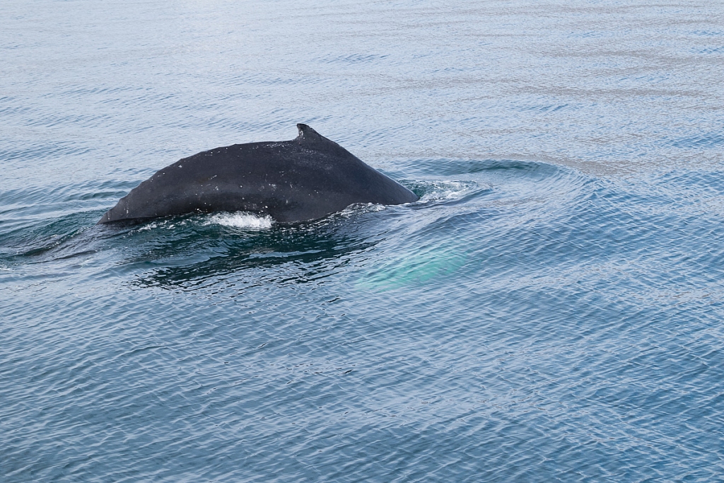2014-08-28-whale-watching-150.jpg