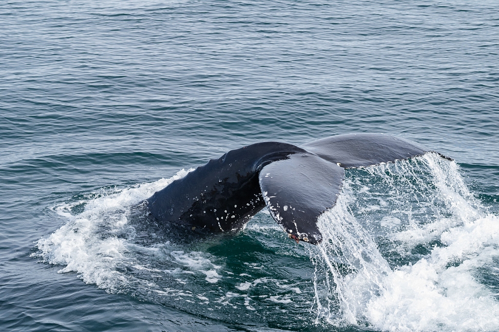 2014-08-28-whale-watching-198.jpg