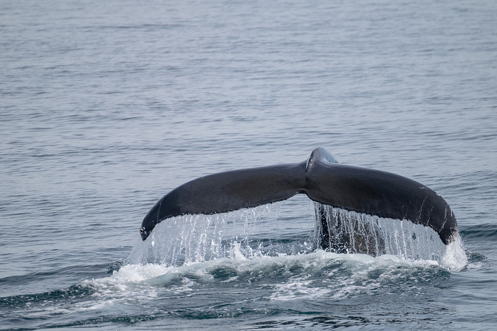 2014-08-28-whale-watching-277.jpg