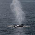 2014-08-28-whale-watching-298.jpg