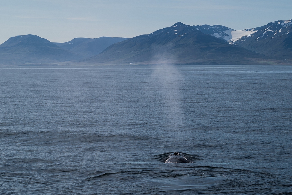 2014-08-28-whale-watching-302.jpg