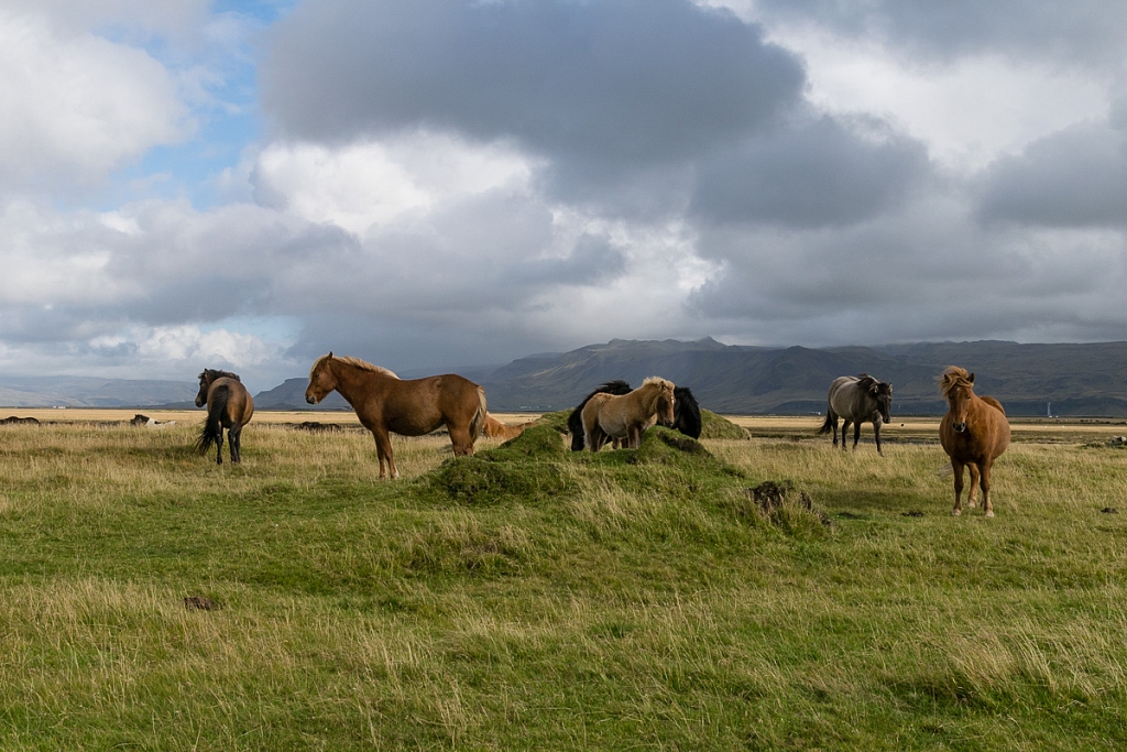 2014-09-10-horses-006.jpg