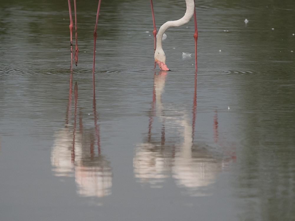 2016-08-28-flamingo-342.jpg