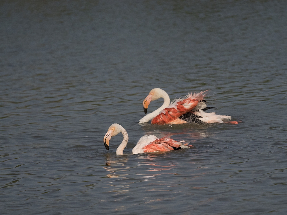 2016-08-28-flamingo-397.jpg
