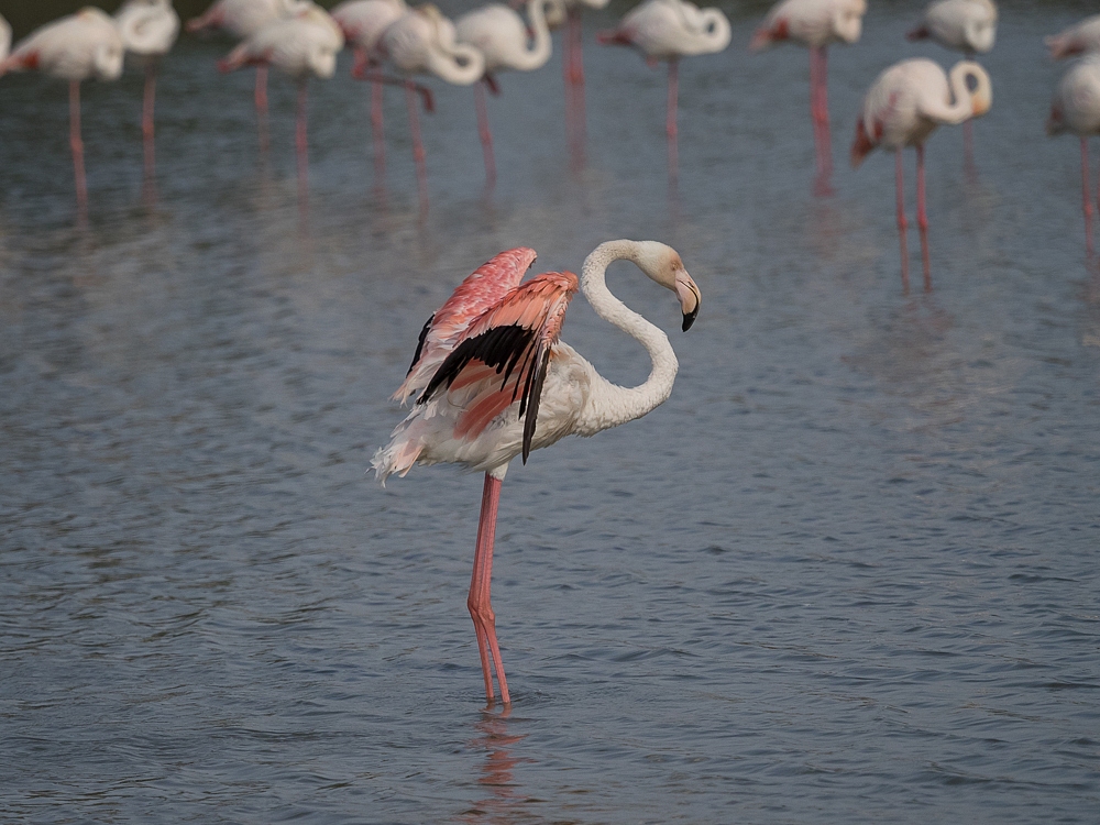 2016-08-28-flamingo-493.jpg