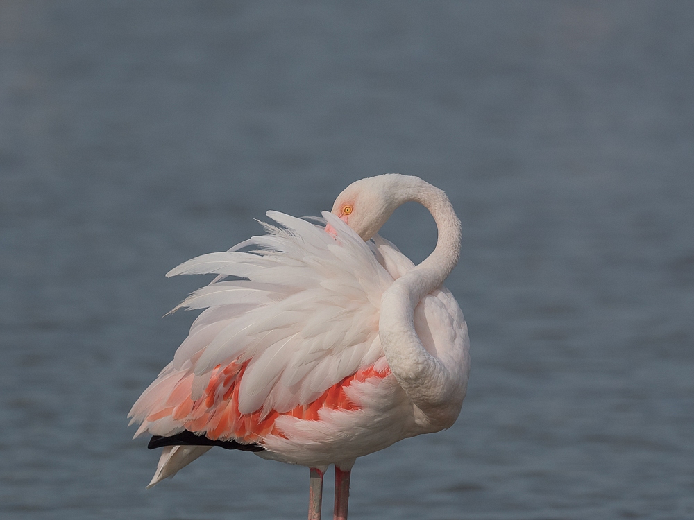 2016-08-28-flamingo-611.jpg