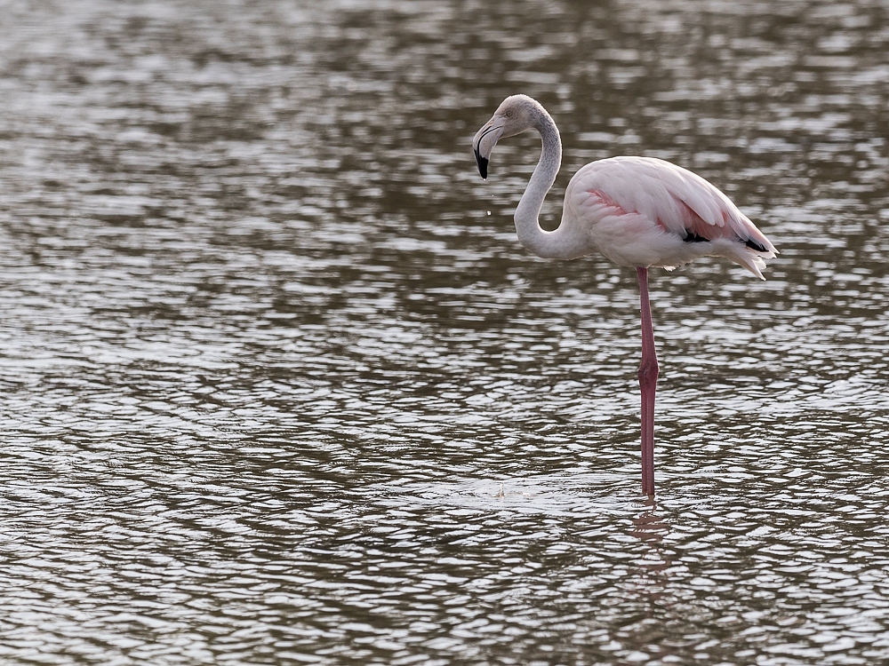 2016-08-28-flamingo-672.jpg