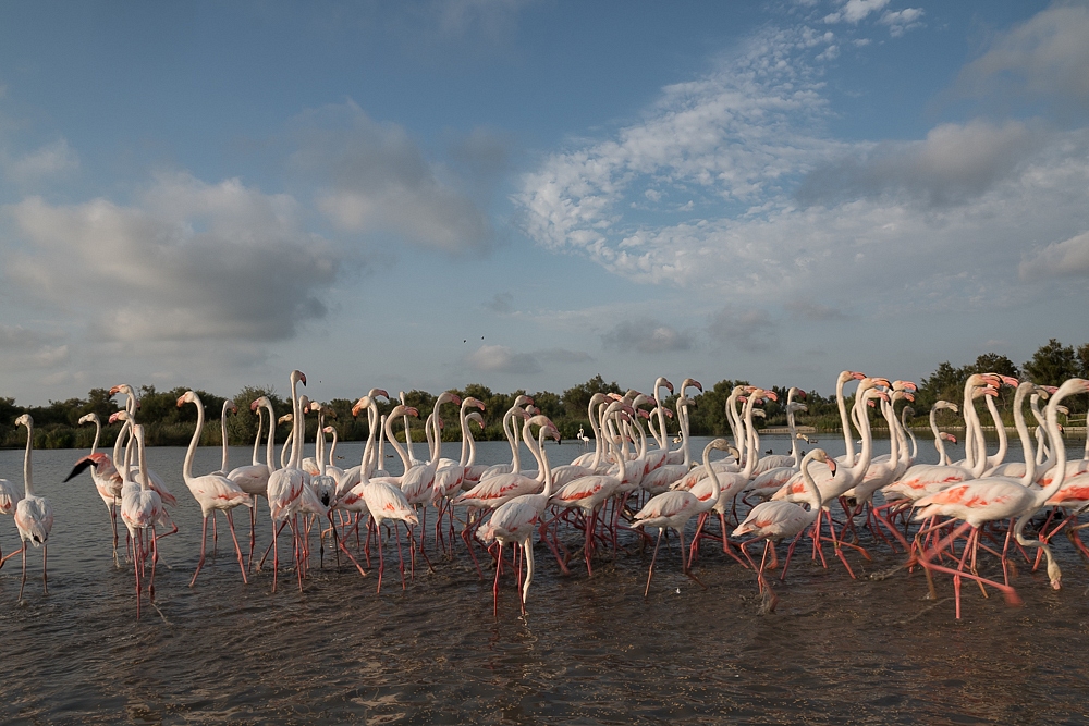 2016-08-28-flamingo-829.jpg