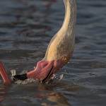 2016-08-28-flamingo-874.jpg