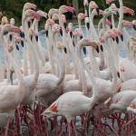 2016-08-30-flamingo-1426.jpg