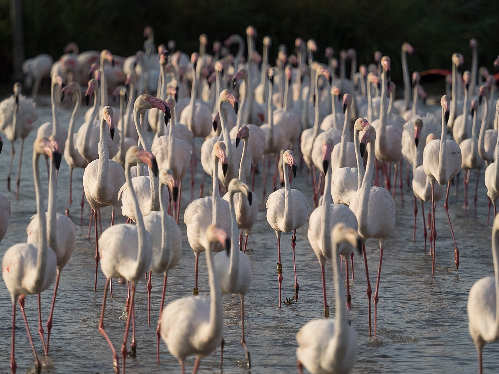 2016-08-30-flamingo-1553.jpg