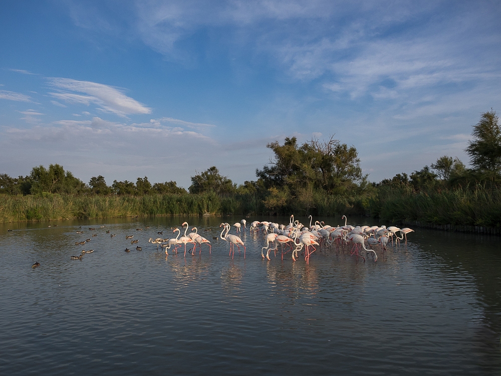 2016-08-30-flamingo-1675.jpg