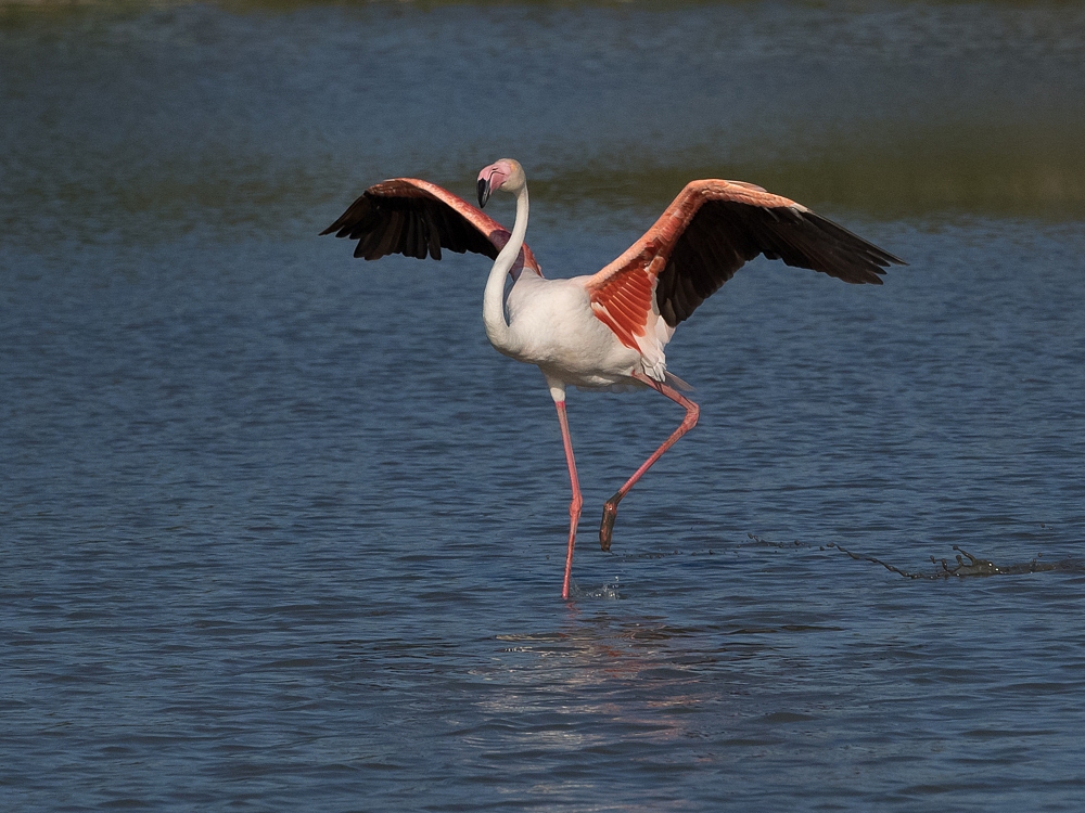 2016-08-31-flamingo-245.jpg