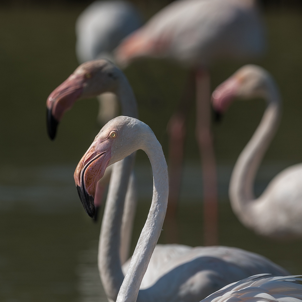 2016-09-01-flamingo-002.jpg