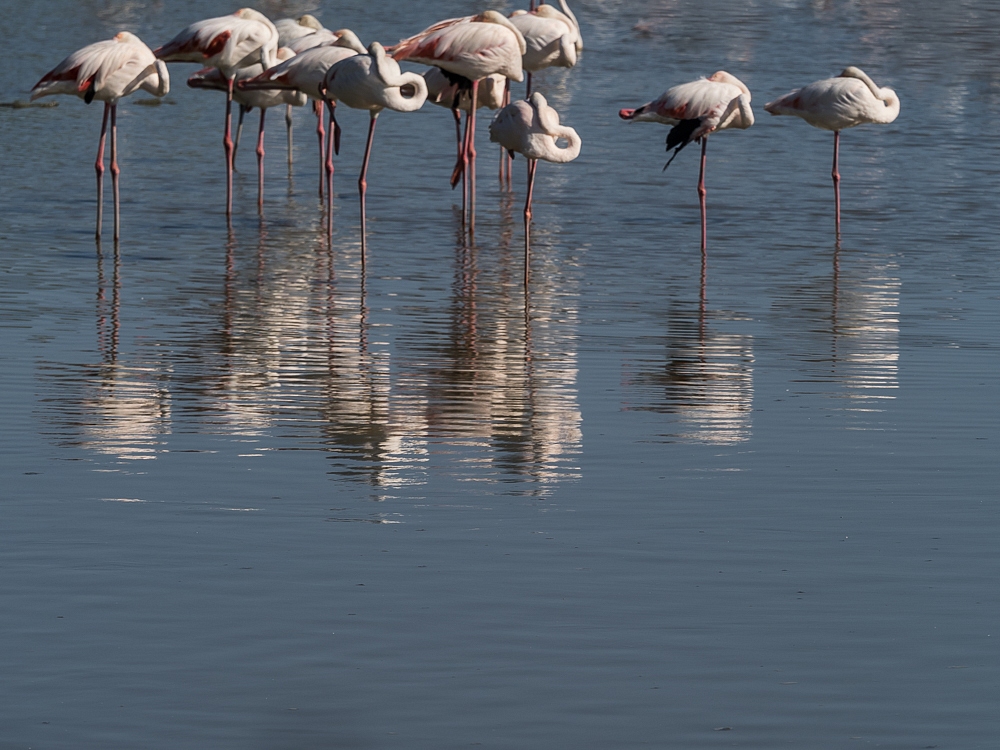 2016-09-01-flamingo-155.jpg