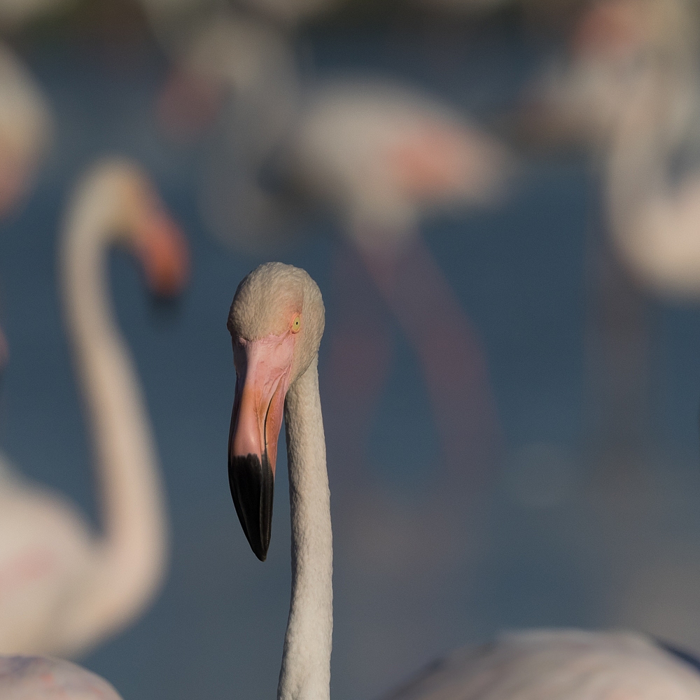 2016-09-01-flamingo-267.jpg