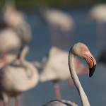 2016-09-01-flamingo-274.jpg