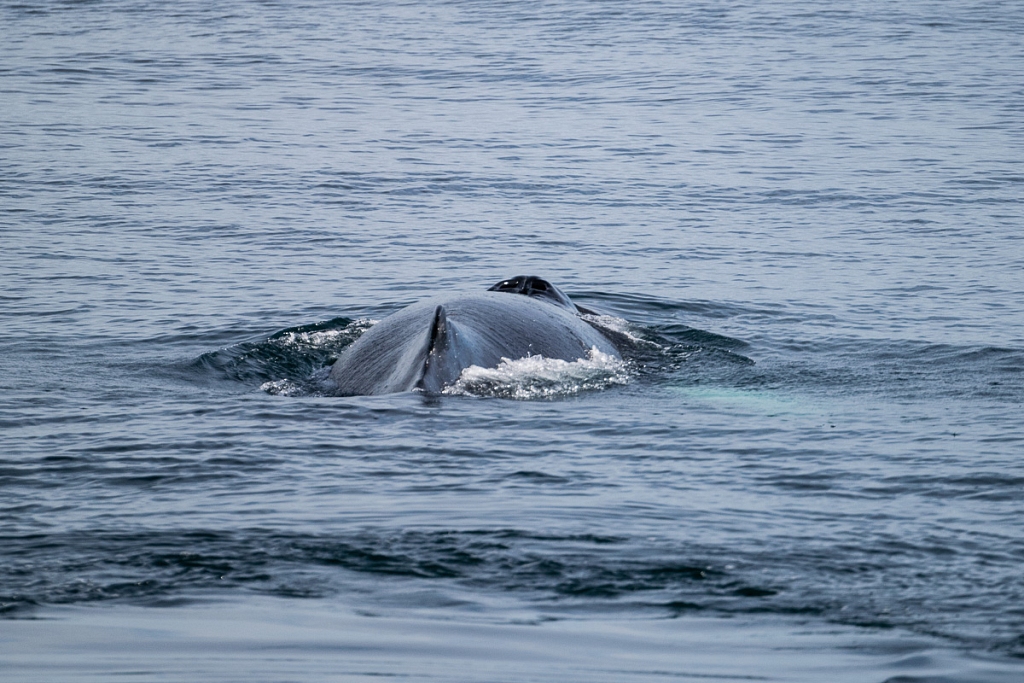 2014-08-28-whale-watching-270.jpg